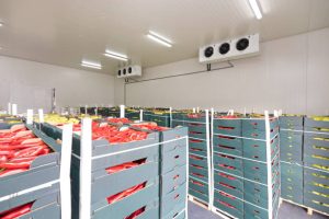 Peppers Vegetables in Boxes in Distribution Warehouse